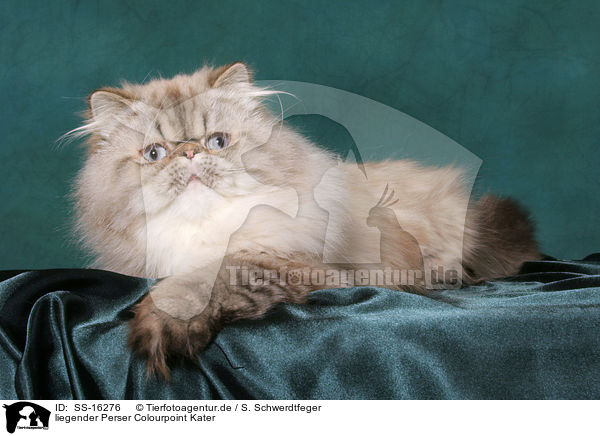 liegender Perser Colourpoint Kater / lying persian cat colourpoint tomcat / SS-16276