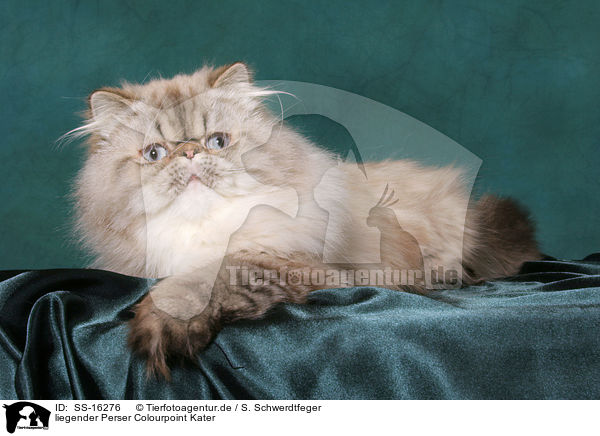 liegender Perser Colourpoint Kater / SS-16276