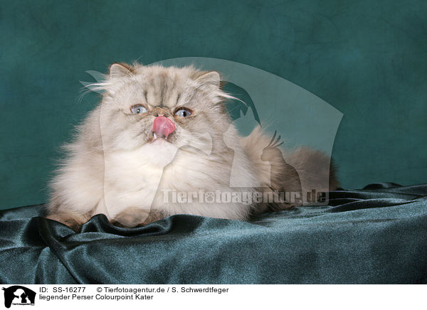 liegender Perser Colourpoint Kater / lying persian cat colourpoint tomcat / SS-16277