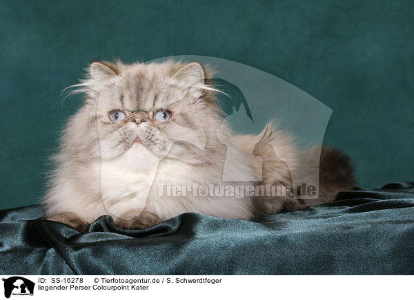 liegender Perser Colourpoint Kater / lying persian cat colourpoint tomcat / SS-16278