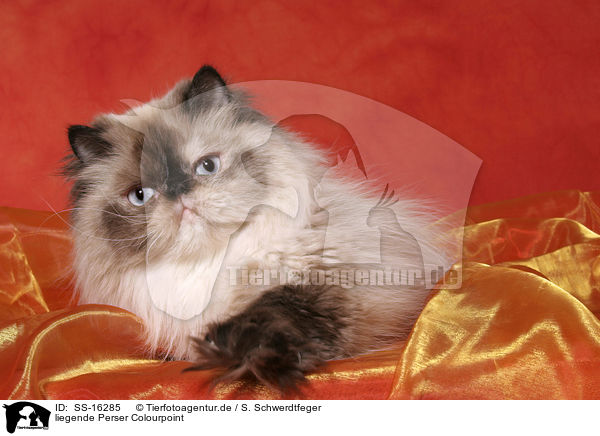 liegende Perser Colourpoint / lying persian cat colourpoint / SS-16285