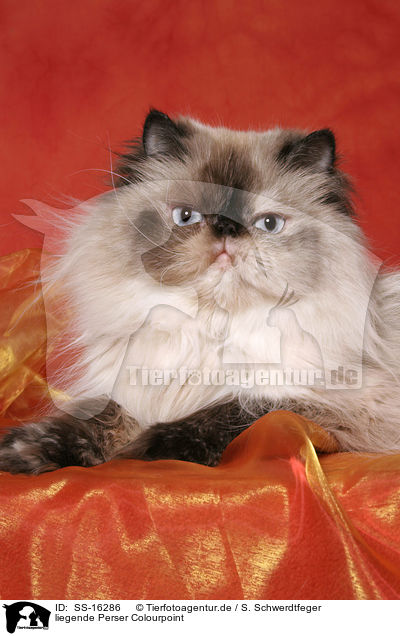 liegende Perser Colourpoint / lying persian cat colourpoint / SS-16286