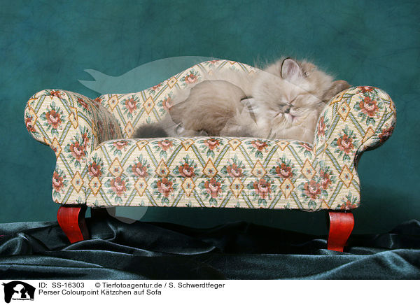 Perser Colourpoint Ktzchen auf Sofa / persian cat colourpoint kitten on sofa / SS-16303