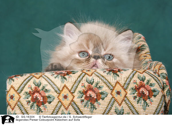 liegendes Perser Colourpoint Ktzchen auf Sofa / persian kitten colourpoint on sofa / SS-16304