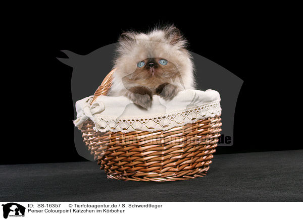 Perser Colourpoint Ktzchen im Krbchen / persian kitten colourpoint in basket / SS-16357