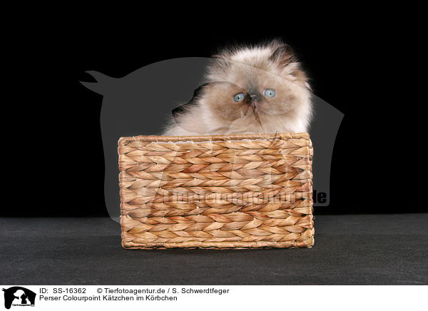 Perser Colourpoint Ktzchen im Krbchen / persian kitten colourpoint in basket / SS-16362