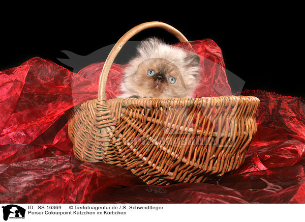 Perser Colourpoint Ktzchen im Krbchen / persian kitten colourpoint in basket / SS-16369