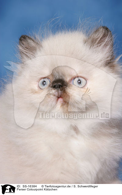 Perser Colourpoint Ktzchen / persian kitten colourpoint portrait / SS-16384