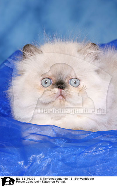 Perser Colourpoint Ktzchen Portrait / persian kitten colourpoint portrait / SS-16395