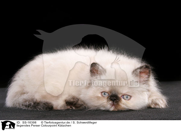 liegendes Perser Colourpoint Ktzchen / lying persian kitten colourpoint / SS-16398