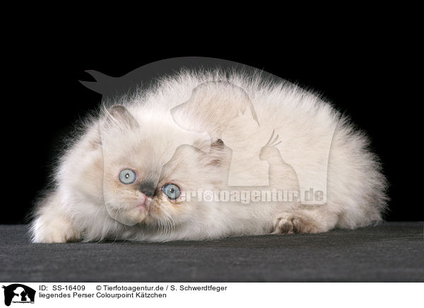 liegendes Perser Colourpoint Ktzchen / lying persian kitten colourpoint / SS-16409