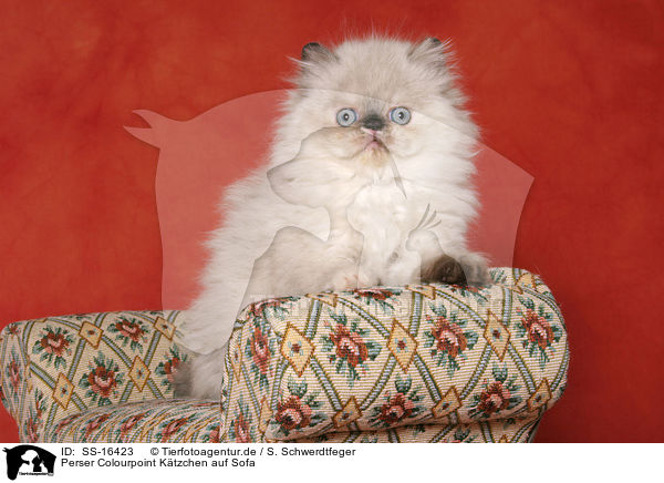 Perser Colourpoint Ktzchen auf Sofa / persian kitten colourpoint on sofa / SS-16423