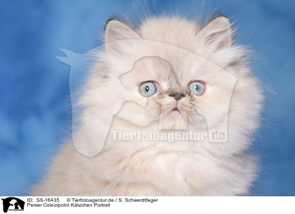 Perser Colourpoint Ktzchen Portrait / persian kitten colourpoint portrait / SS-16435