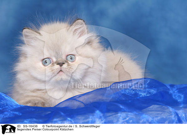 liegendes Perser Colourpoint Ktzchen / lying persian kitten colourpoint / SS-16436