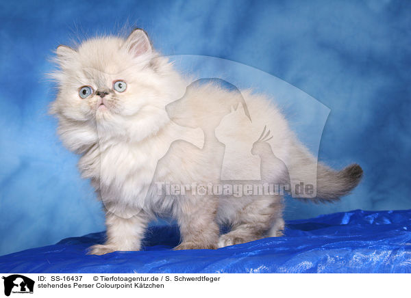 stehendes Perser Colourpoint Ktzchen / standing persian kitten colourpoint / SS-16437