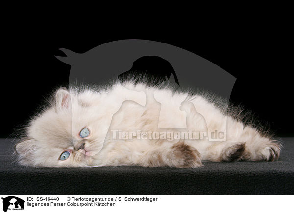 liegendes Perser Colourpoint Ktzchen / lying persian kitten colourpoint / SS-16440