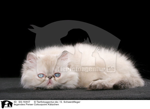 liegendes Perser Colourpoint Ktzchen / lying persian kitten colourpoint / SS-16447