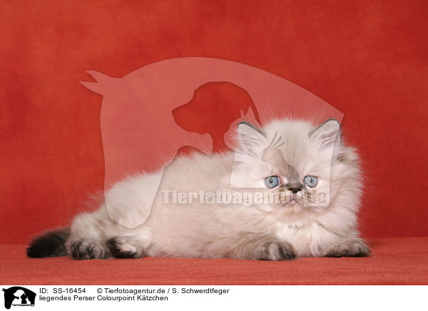 liegendes Perser Colourpoint Ktzchen / lying persian kitten colourpoint / SS-16454