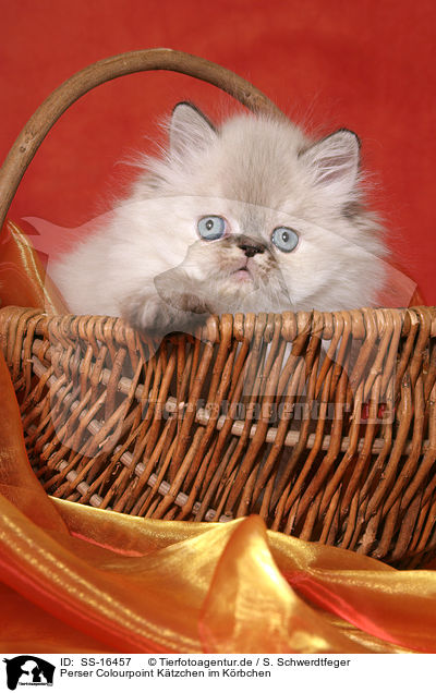 Perser Colourpoint Ktzchen im Krbchen / persian kitten colourpoint in basket / SS-16457