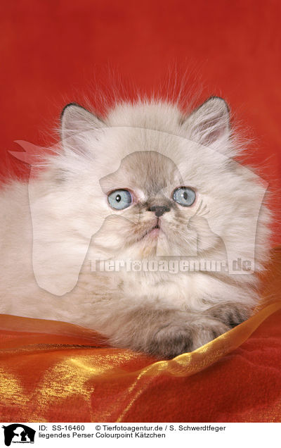 liegendes Perser Colourpoint Ktzchen / lying persian kitten colourpoint / SS-16460
