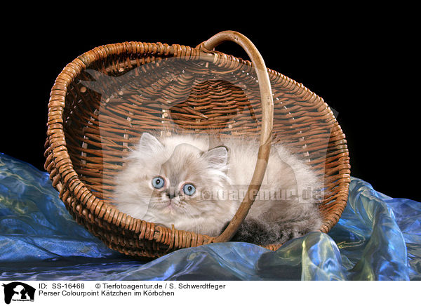 Perser Colourpoint Ktzchen im Krbchen / persian kitten colourpoint in basket / SS-16468