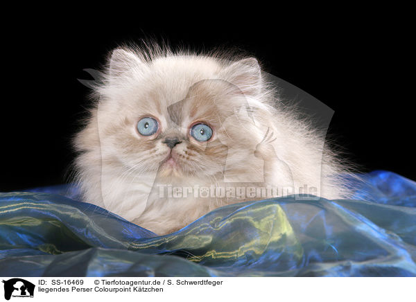 liegendes Perser Colourpoint Ktzchen / lying persian kitten colourpoint / SS-16469