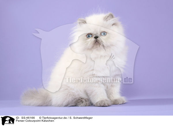 Perser Colourpoint Ktzchen / Perser Colourpoint Kitten / SS-46166