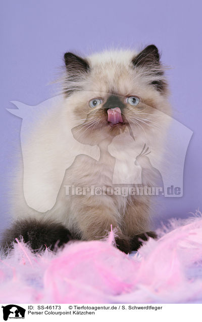 Perser Colourpoint Ktzchen / Perser Colourpoint Kitten / SS-46173