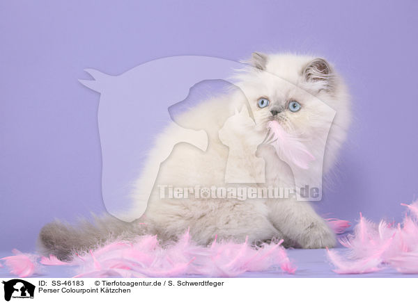 Perser Colourpoint Ktzchen / Perser Colourpoint Kitten / SS-46183