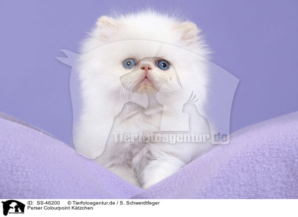 Perser Colourpoint Ktzchen / Perser Colourpoint Kitten / SS-46200