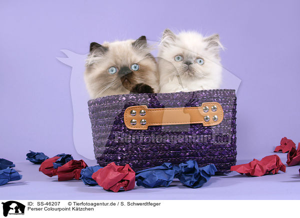 Perser Colourpoint K�tzchen / Perser Colourpoint Kitten / SS-46207