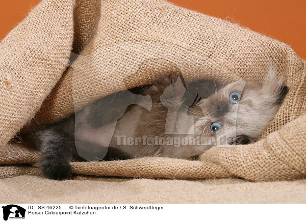 Perser Colourpoint Ktzchen / Perser Colourpoint Kitten / SS-46225