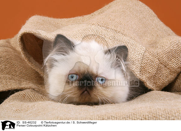 Perser Colourpoint Ktzchen / Perser Colourpoint Kitten / SS-46232