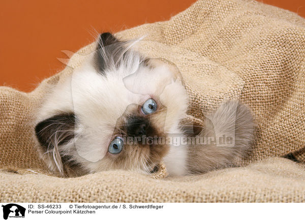 Perser Colourpoint Ktzchen / Perser Colourpoint Kitten / SS-46233