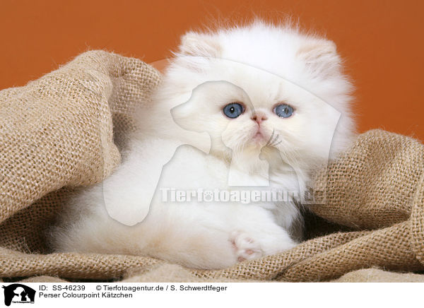 Perser Colourpoint Ktzchen / Perser Colourpoint Kitten / SS-46239