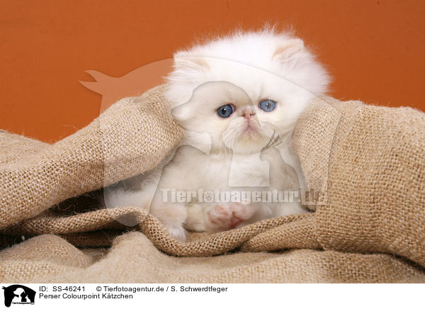 Perser Colourpoint Ktzchen / Perser Colourpoint Kitten / SS-46241