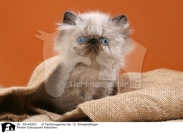 Perser Colourpoint K�tzchen / Perser Colourpoint Kitten / SS-46251