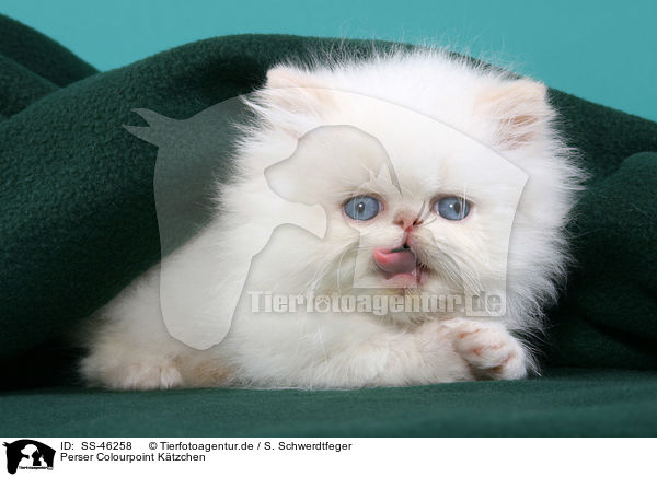 Perser Colourpoint Ktzchen / Perser Colourpoint Kitten / SS-46258