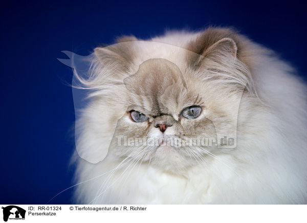 Perserkatze / Persian Cat Portrait / RR-01324