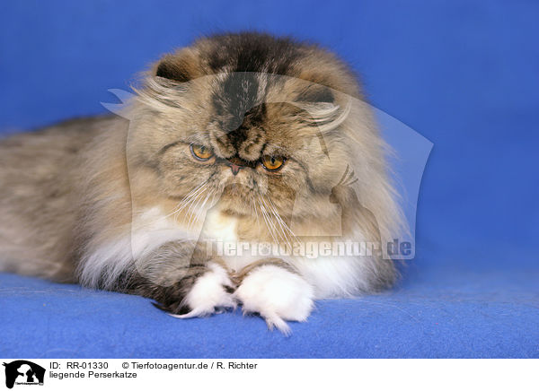 liegende Perserkatze / lying persian cat / RR-01330