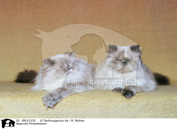 liegende Perserkatzen / lying persian cats / RR-01335