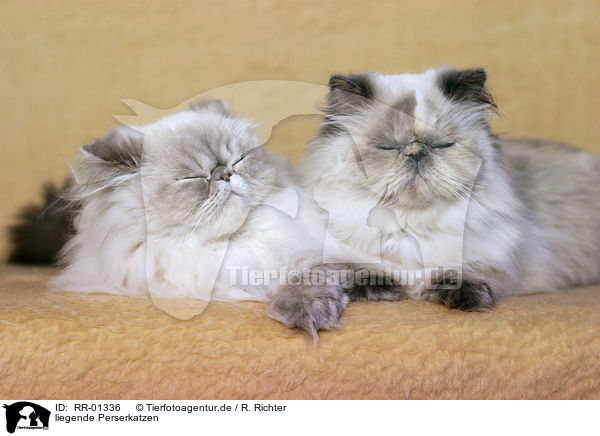 liegende Perserkatzen / lying persian cats / RR-01336