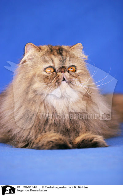 liegende Perserkatze / lying persian cat / RR-01348