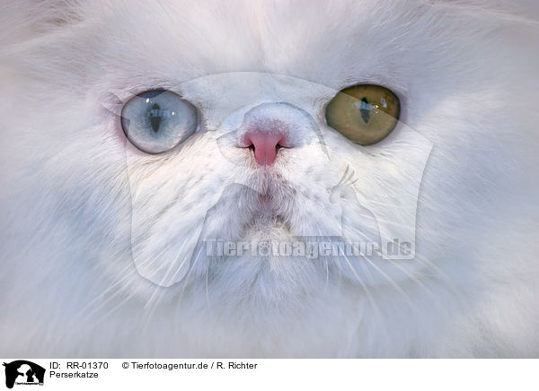Perserkatze / Persian Cat Portrait / RR-01370