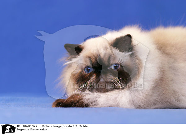 liegende Perserkatze / lying persian cat / RR-01377