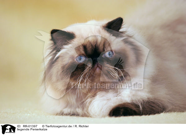liegende Perserkatze / lying persian cat / RR-01397