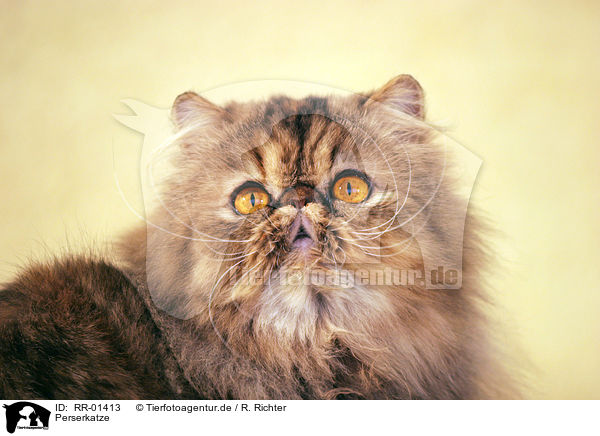 Perserkatze / Persian Cat Portrait / RR-01413