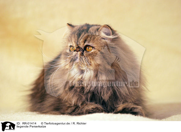 liegende Perserkatze / lying persian cat / RR-01414