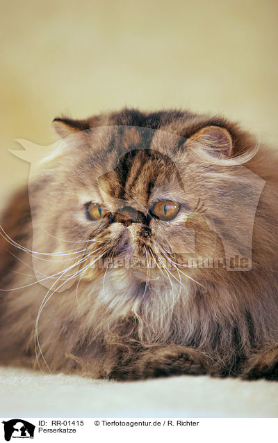 Perserkatze / Persian Cat Portrait / RR-01415
