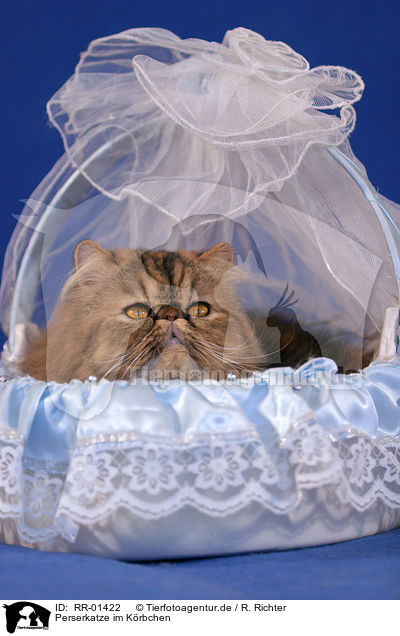 Perserkatze im Krbchen / persian cat in the basket / RR-01422